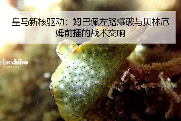 huang-ma-xin-he-qu-dong-mu-ba-pei-zuo-lu-bao-po-yu-bei-lin-e-mu-qian-cha-de-zhan-shu-jiao-xiang-3-691.jpg