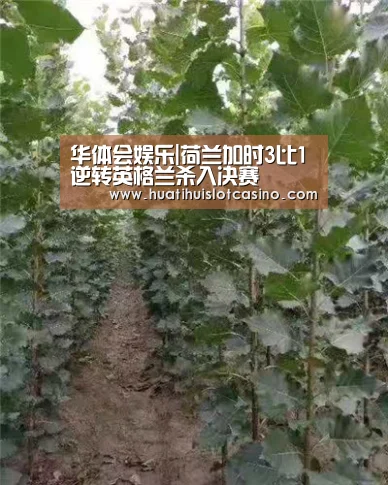 华体会娱乐